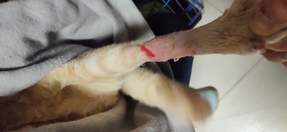 صورة المعرض