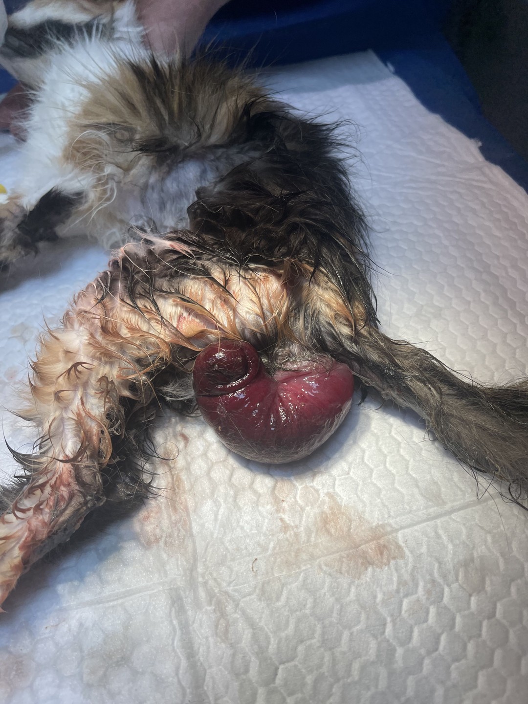 صورة المعرض