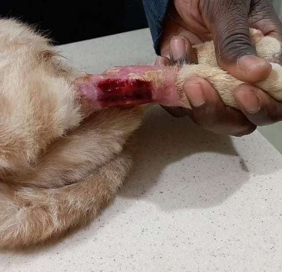 صورة المعرض