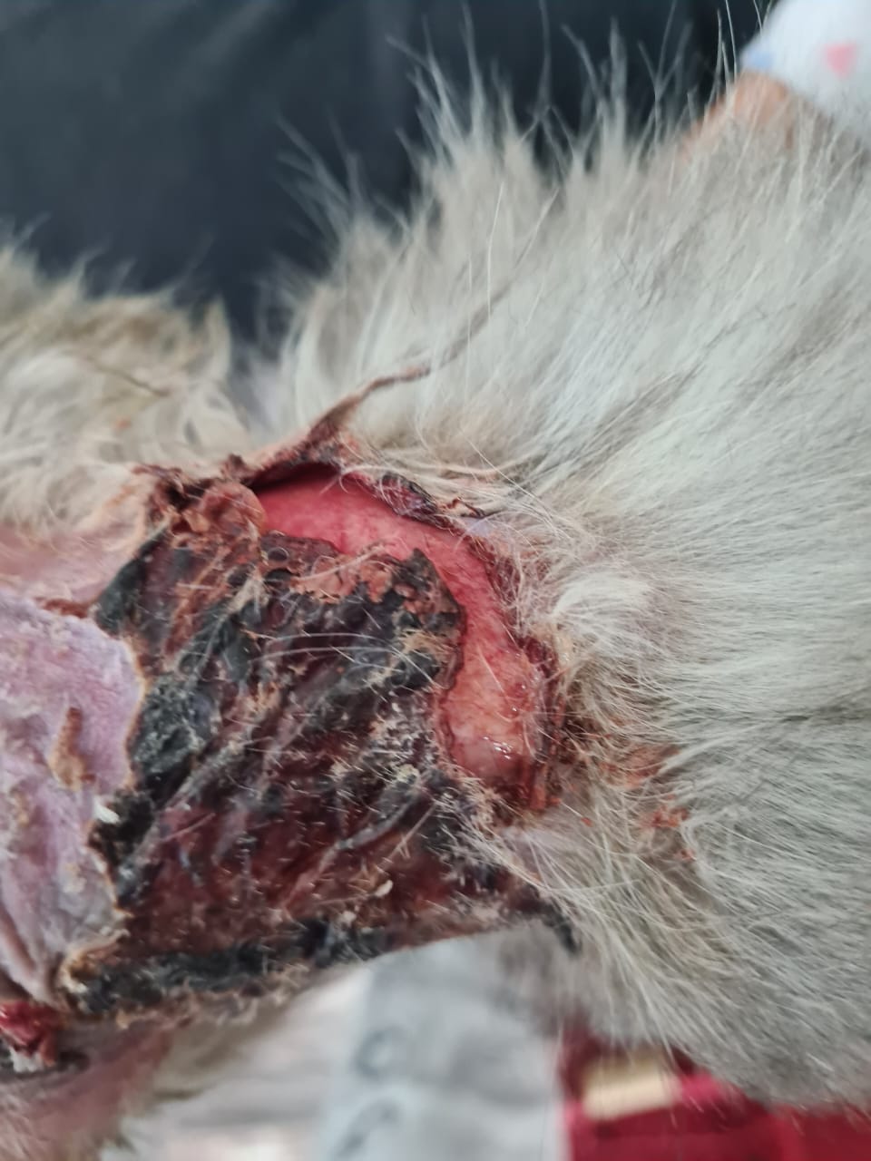 صورة المعرض