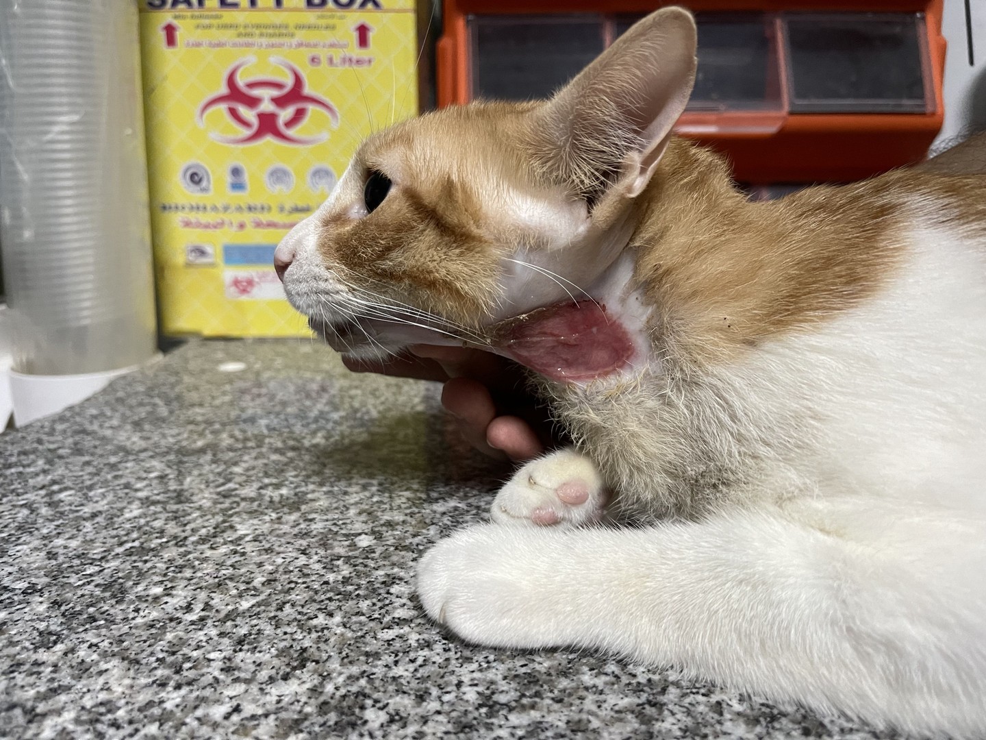 صورة المعرض