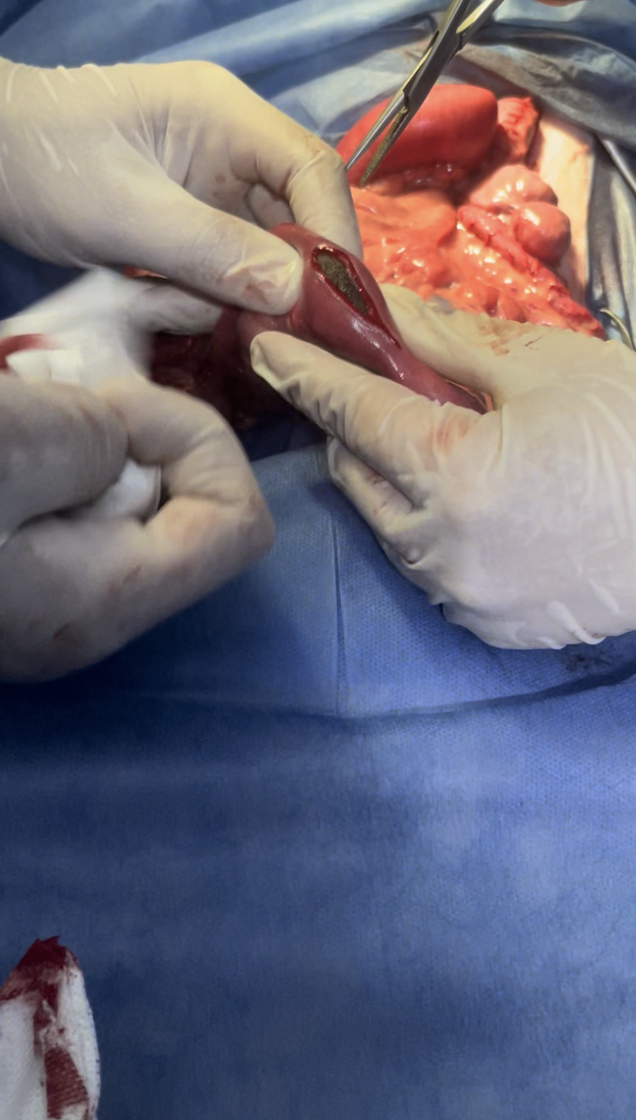 صورة المعرض