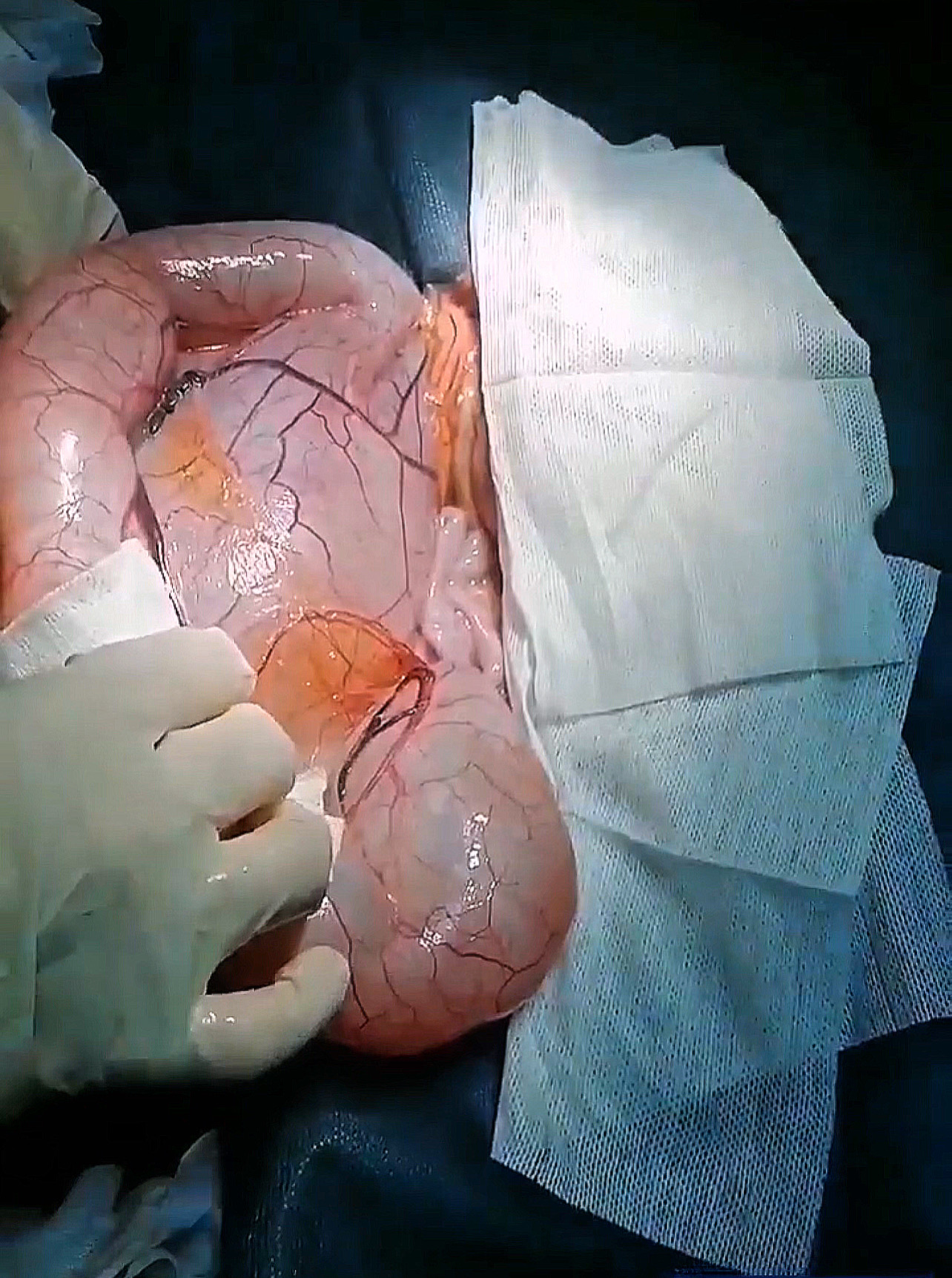 صورة المعرض