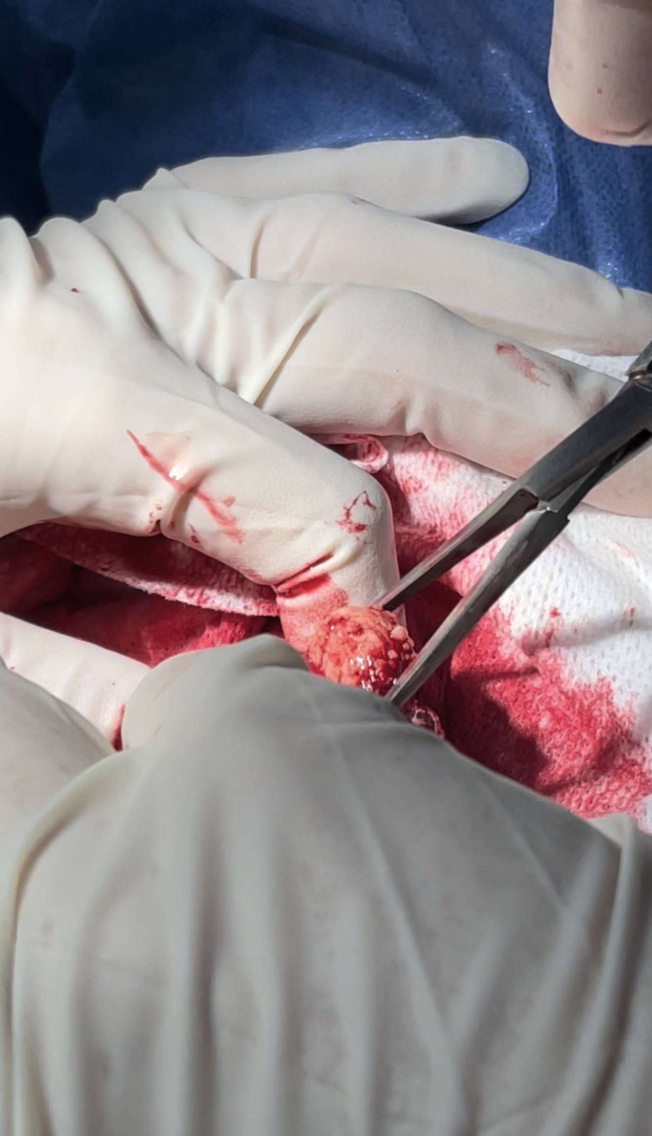 صورة المعرض