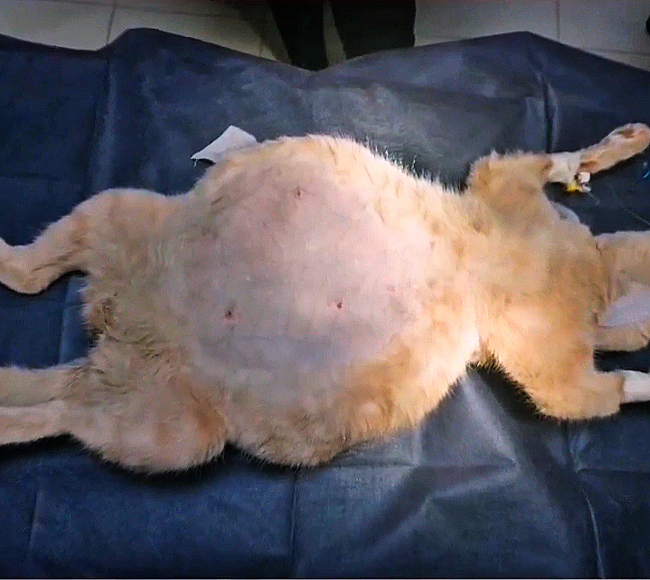 صورة المعرض