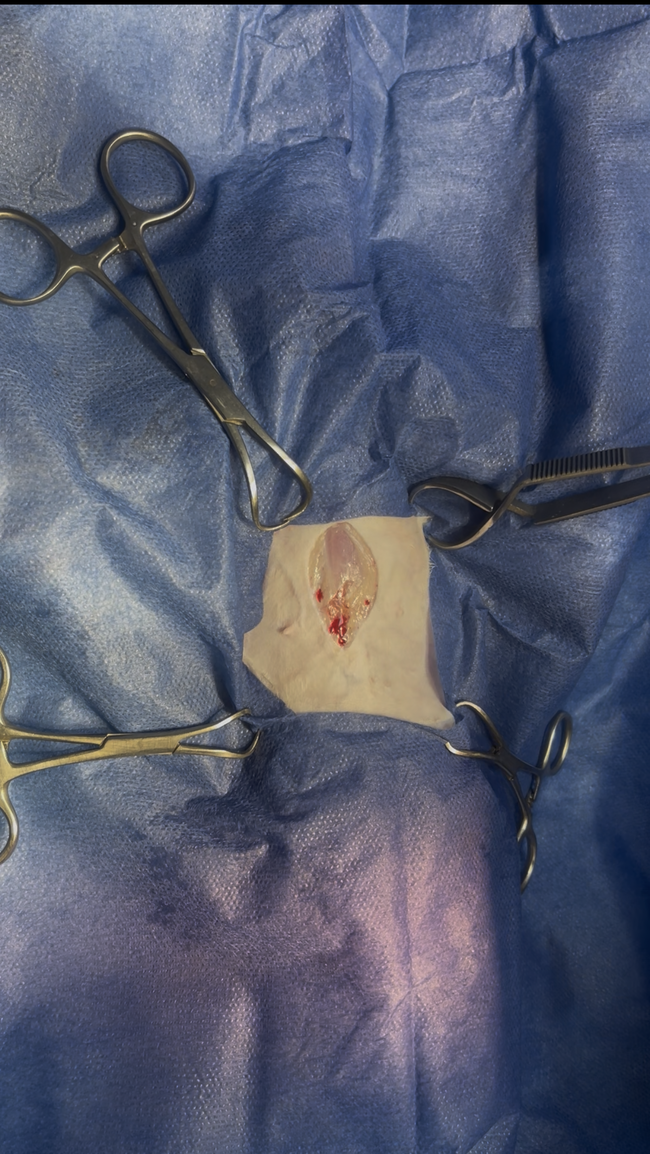 صورة المعرض