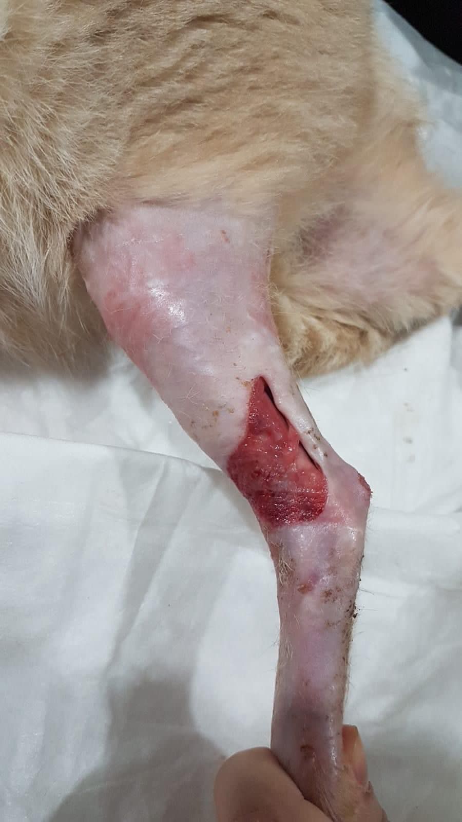 صورة المعرض