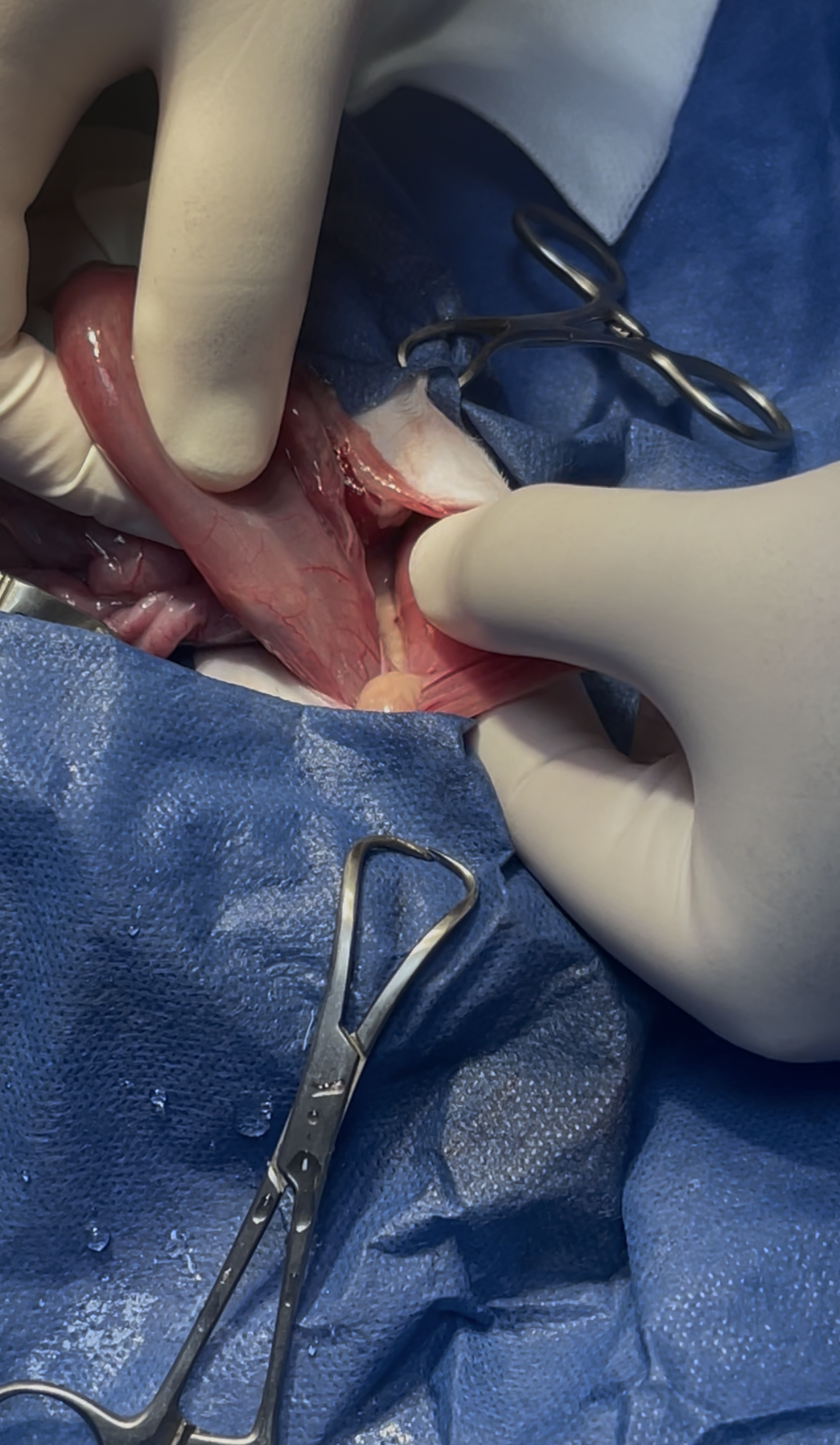 صورة المعرض