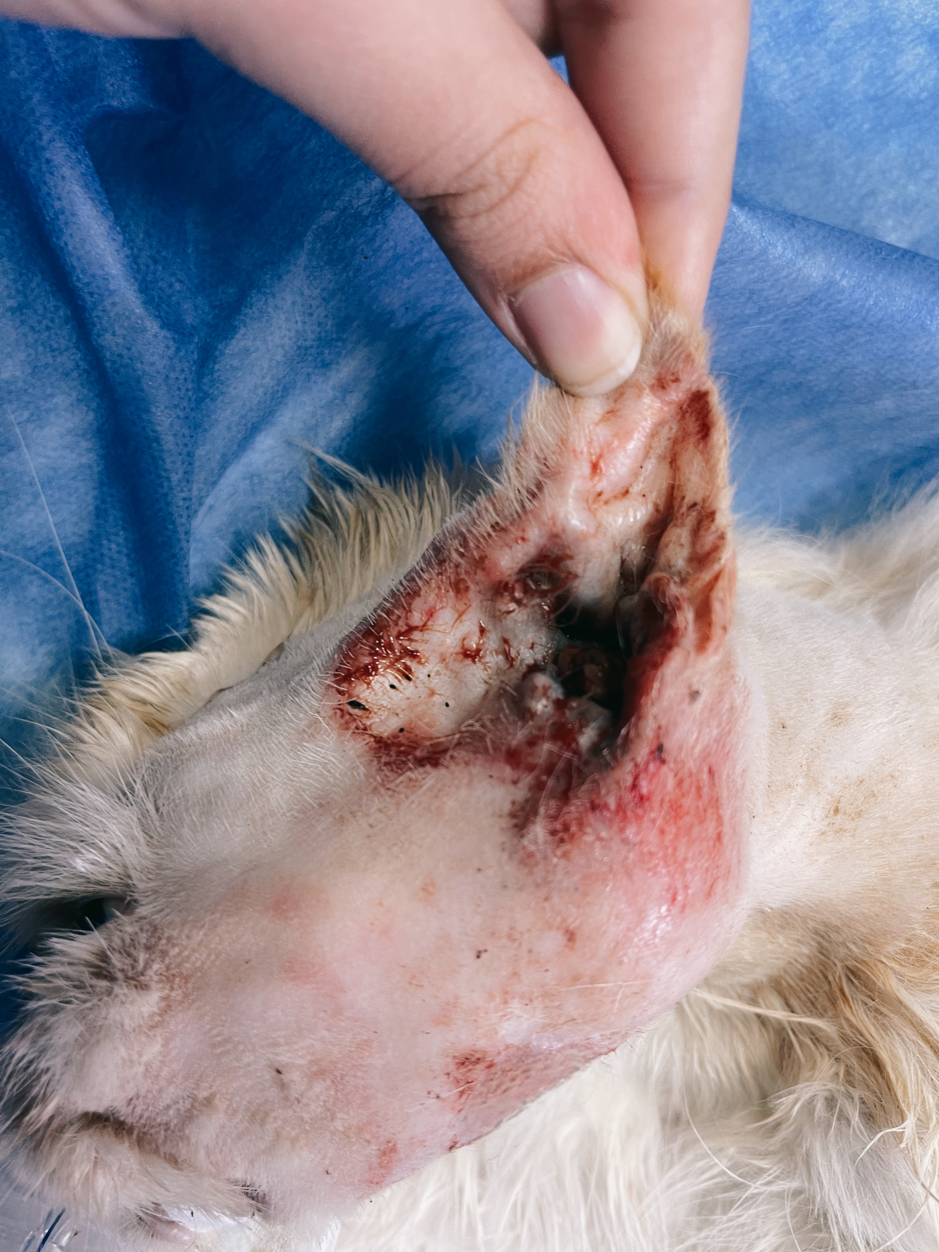 صورة المعرض