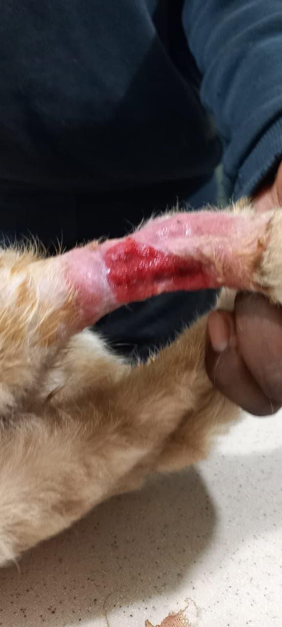 صورة المعرض