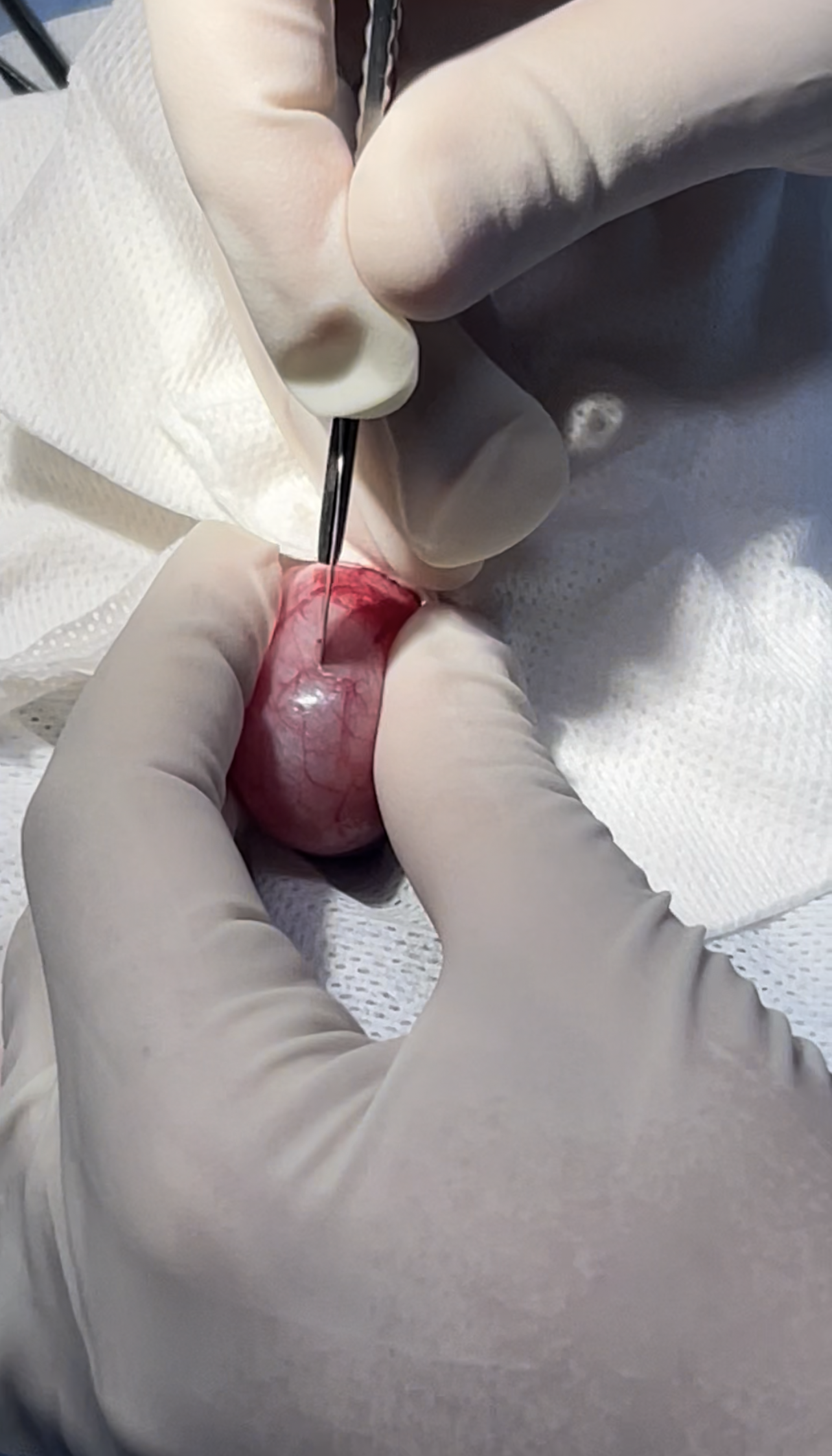 صورة المعرض