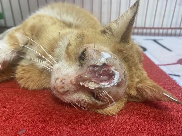 صورة المعرض