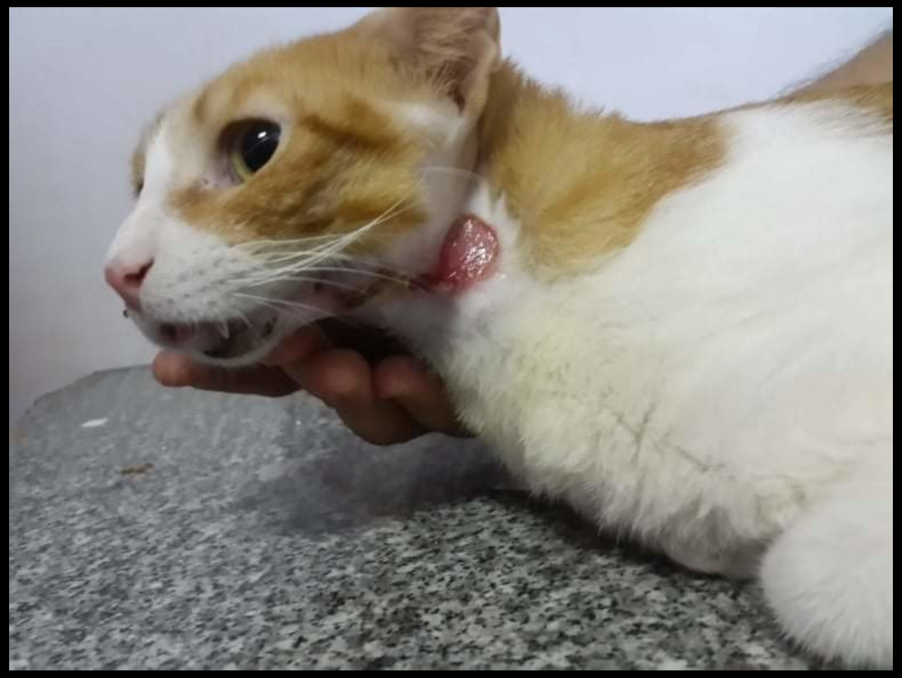 صورة المعرض