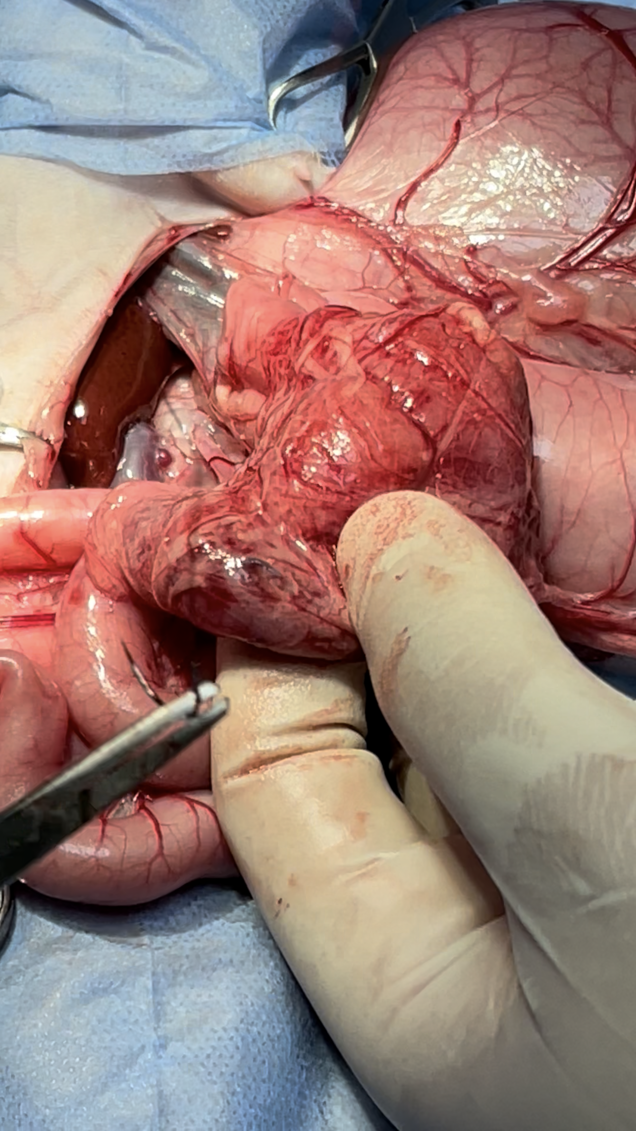 صورة المعرض