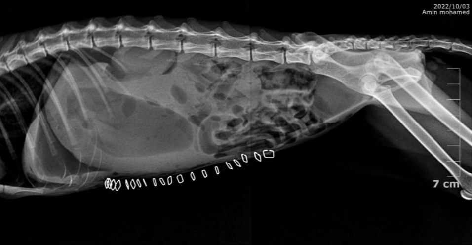 صورة المعرض