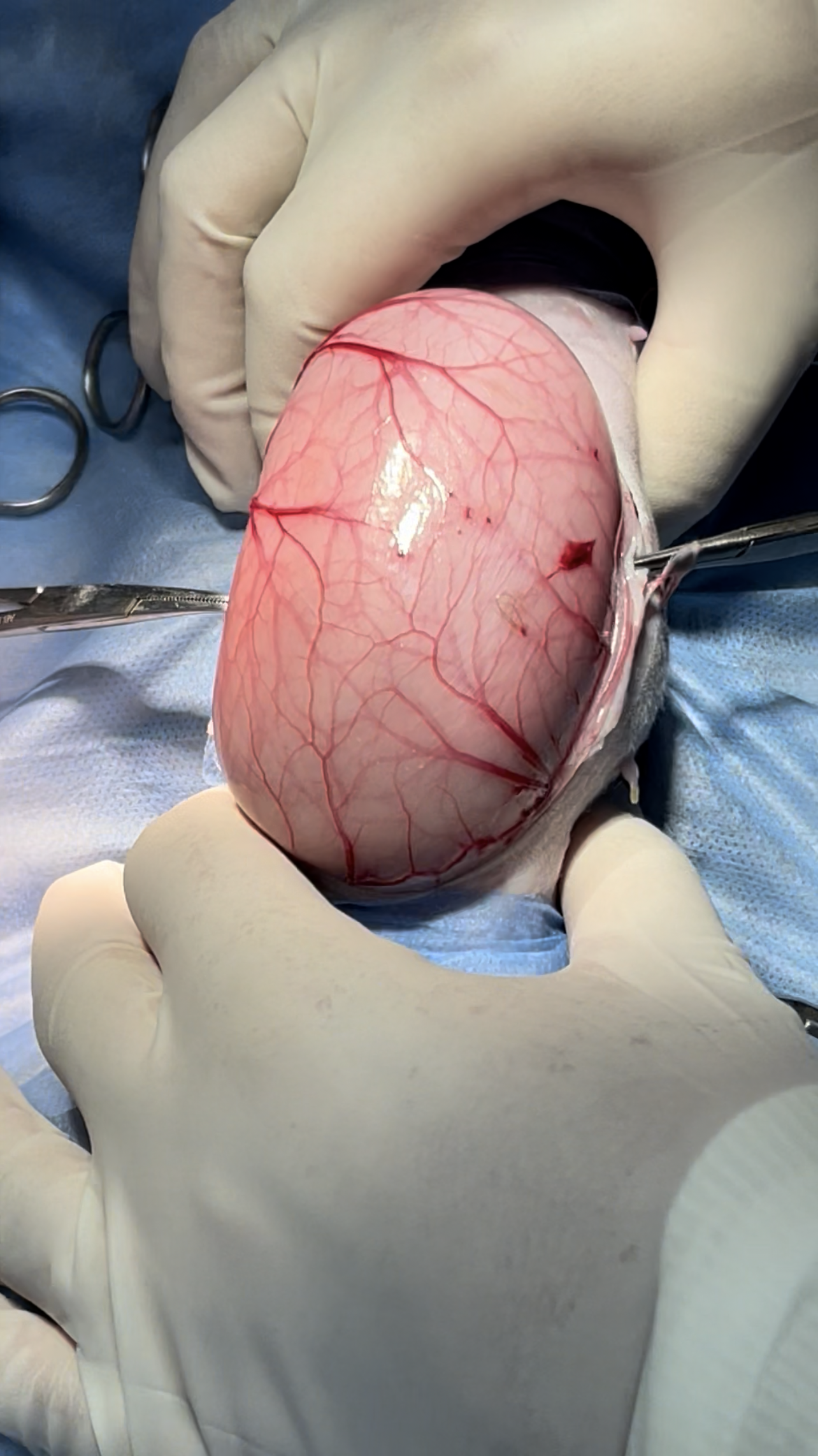 صورة المعرض