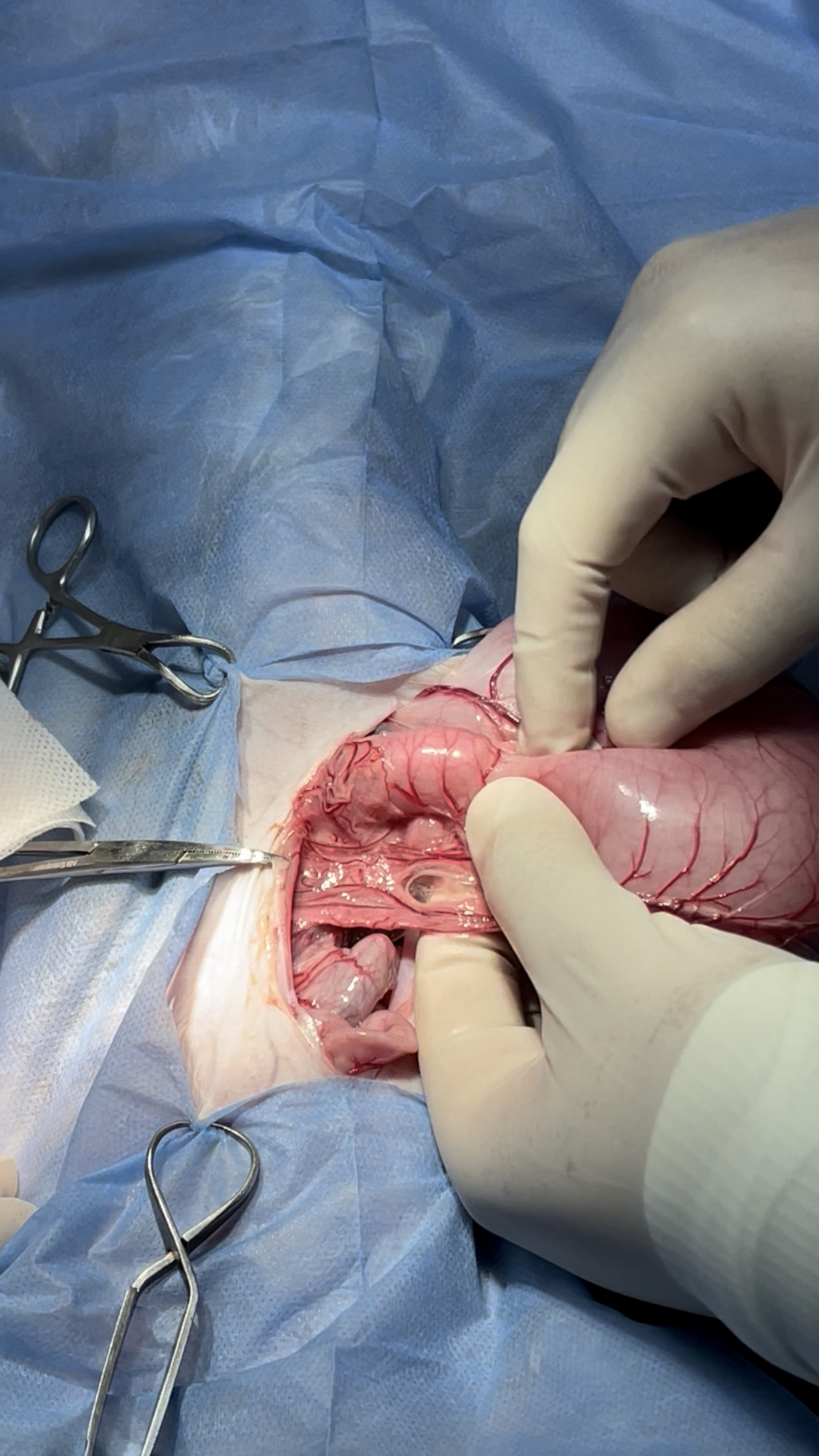 صورة المعرض